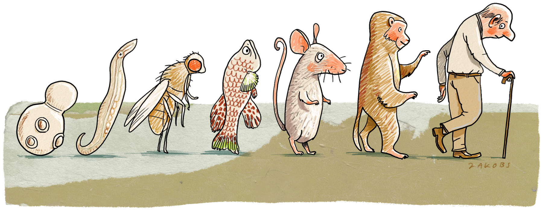 Illustration of a yeast cell, a worm, a fly, a fish, a mouse, a monkey and an elderly man with a cane walking in a line