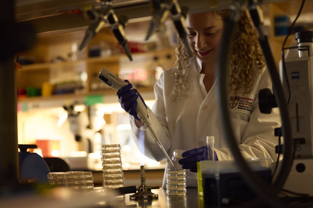A researcher in a lab coat pipetting onto plates at the bench