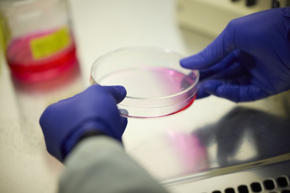 Gloved hands holding a dish of pink culture medium