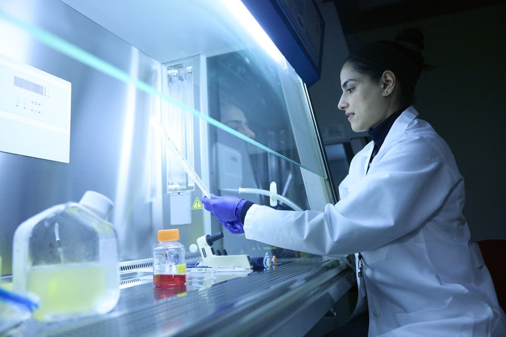 A researcher working in a biosafety cabinet lit in blue