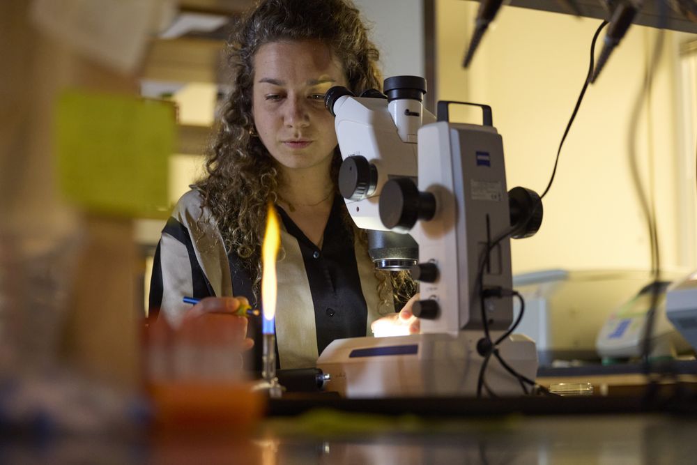 A researcher at a stereo microscope beside a lit burner