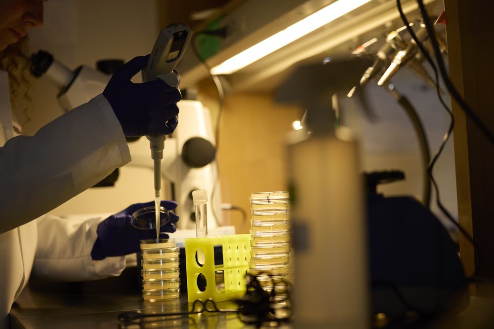 Gloved hands pipetting onto a stack of plates