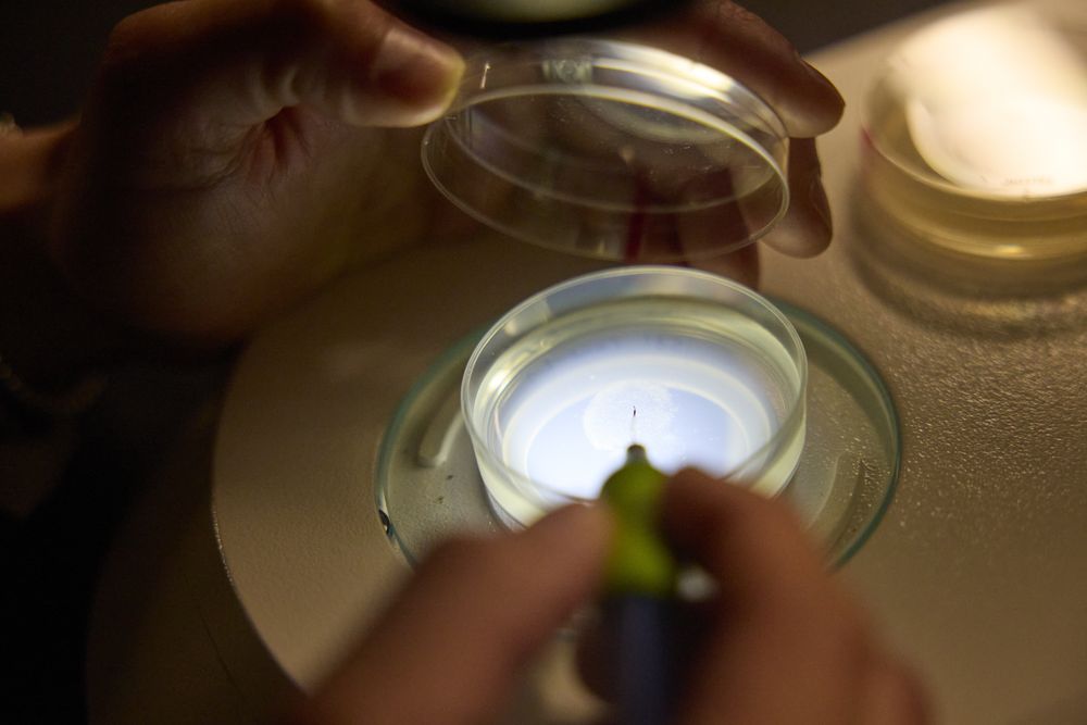 Close-up of hands working on a lit Petri dish under a microscope