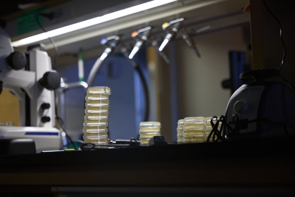 Stacks of agar plates on a lab bench next to a microscope