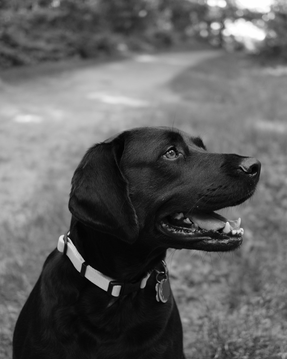 Scout, a black Labrador retriever