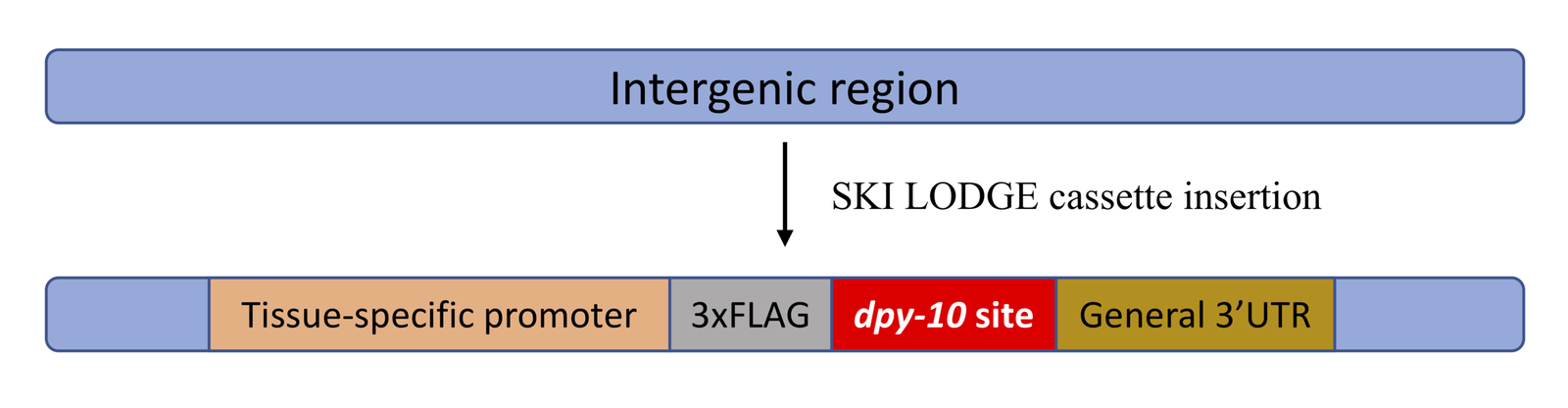 A SKI LODGE cassette (tissue-specific promoter, 3xFLAG, dpy-10 site, general 3' UTR) inserted into an intergenic region