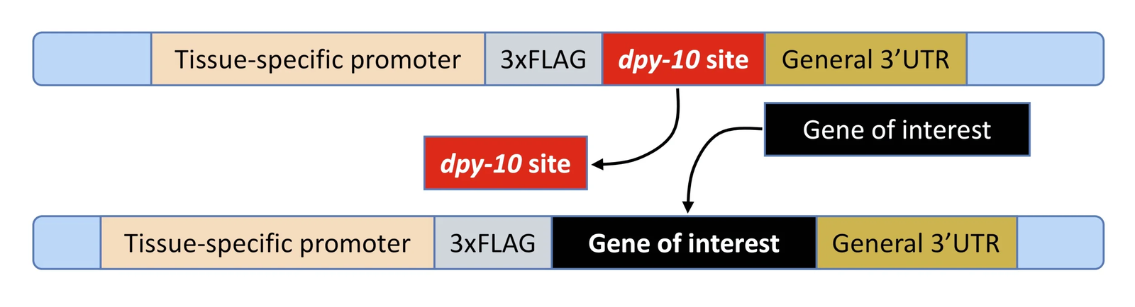 The gene of interest replaces the dpy-10 site in the cassette, between 3xFLAG and the general 3' UTR